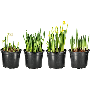 Påskelilje, 21 cm potte