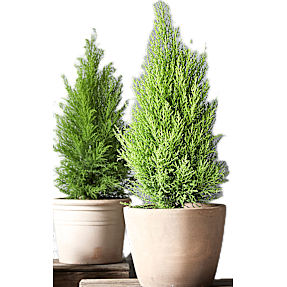 Cypres - Cupressus Goldcrest Wilma - 21 cm potte