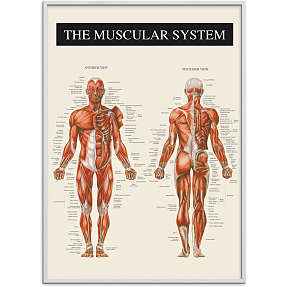 Muskulatur - 50x70 cm