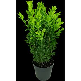 Buksbom, Buxus sempervirens, 12 cm potte