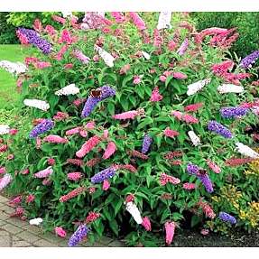 Sommerfuglebusk, Buddleja davidii Trio, 17 cm potte