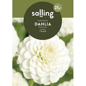 Salling blomsterløg Dahlia Snowflake