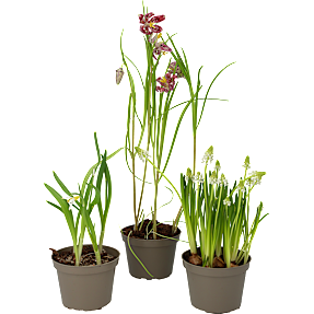 Løgplanter i 11 cm potte