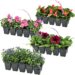 Sommerblomster, 10-pak