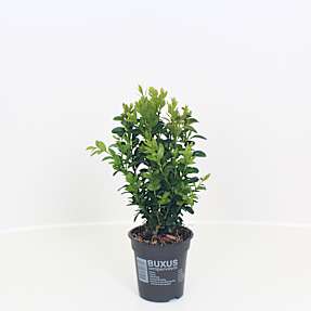 Buksbom, Buxus sempervirens, 11 cm potte