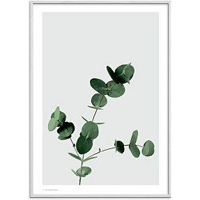 Eucalyptus - 70x100 cm