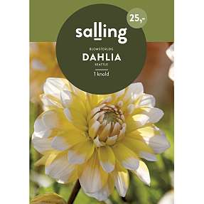 Salling blomsterløg Dahlia Seattle