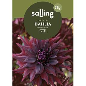 Salling blomsterløg Dahlia Brigitta Alida