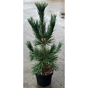 Pinus Flexilis Vanderwolf's Pyramid