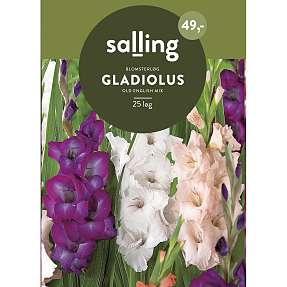 Salling blomsterløg Gladiolus Mix