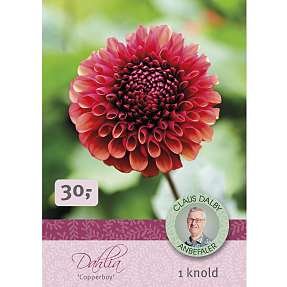 Claus Dalby Dahlia Copperboy