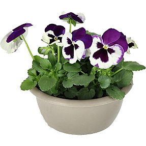 Stedmoder, Viola, 16 cm potte