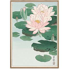 Water lilies, japansk - 70x100 cm