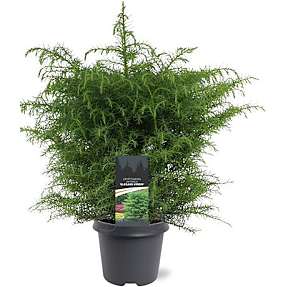 Kryptomeria Cryptomeria Japonica - 23 cm potte