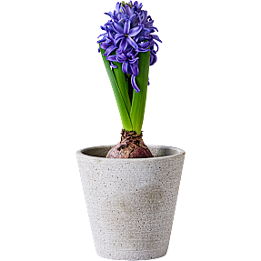 Hyacint, Hyacinthius orientalis, 7 cm potte