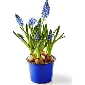 Perlehyacint, Muscari, 9 cm potte.