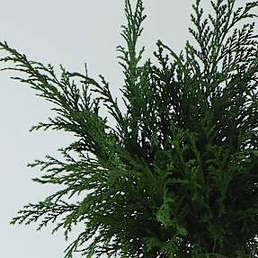 Ædelcypres 15-30 cm 25 stk. pr. bundt