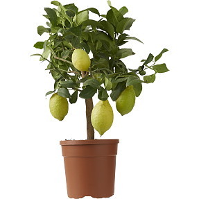 Citrustræ