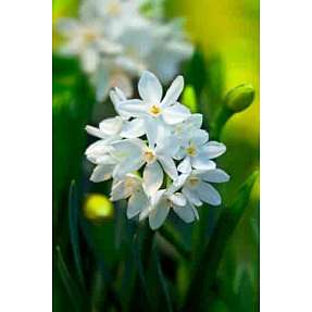 Løgplante - White Tazet