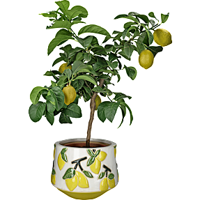 Torino krukke - citroner - Ø: 19 x H: 17 cm