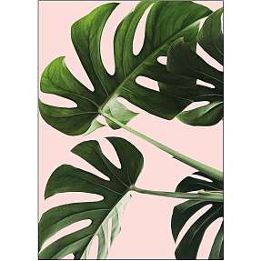 Monsteras in pink - 30x40 cm