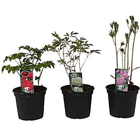 Paeonia, 19 cm potte