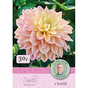 Claus Dalby Dahlia Mondriaan