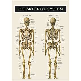 Skelettet 2 - 50x70 cm