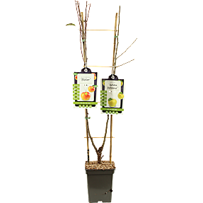 Frugttræ med 2 sorter på espalier, 23 cm potte
