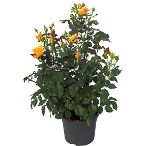Roser i blomst, 19 cm potte