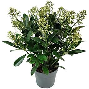 Skimmia, Skimmia japonica Finchy, 17 cm potte