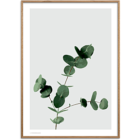 Eucalyptus - 70x100 cm