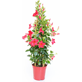 Bægerranke, Dipladenia Mandevilla, 17 cm potte