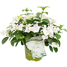 Hortensia Runaway Bride, 19 cm potte
