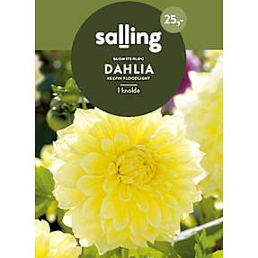 Salling blomsterløg Dahlia - Kelvin Floodlight