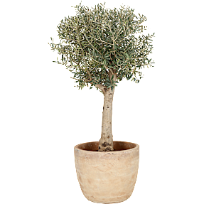 Oliventræ, Olea Europaea, 40 cm potte