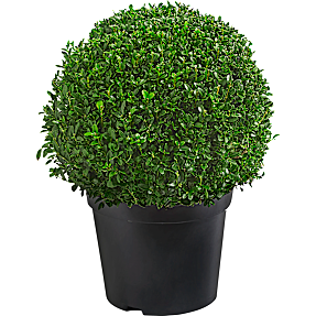 Buksbom kugle, Buxus sempervirens, 29 cm potte