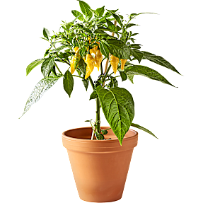 Økologisk chiliplante, 11 cm potte