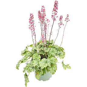 Stauder, 19 cm potte