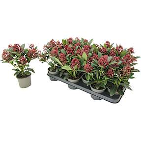 Skimmia, Skimmia japonica Rubella 10,5 cm potte.