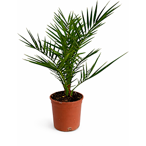 Fønikspalme, Phoenix Canariensis, 14 cm potte