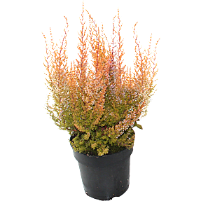 Lyng, Erica Sparsa, 12 cm potte