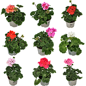 Pelargonie, 11 cm potte