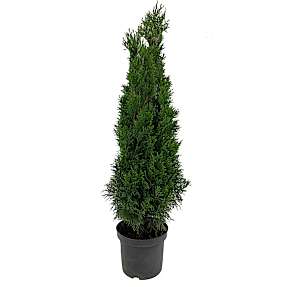 Thuja, Thuja Occidentalis 'Smaragd', 19 cm potte