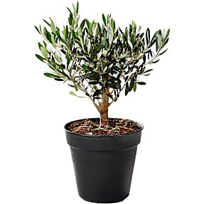 Olivenbusk, Olea Europaea, 14 cm potte