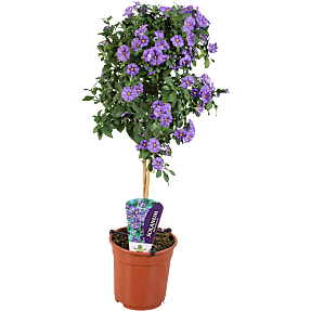 Solanum – flere varianter – assorteret