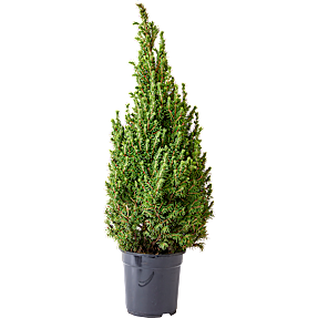 Sukkertopgran, Picea glauca Conica, 19 cm potte
