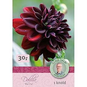 Claus Dalby Dahlia Rip City