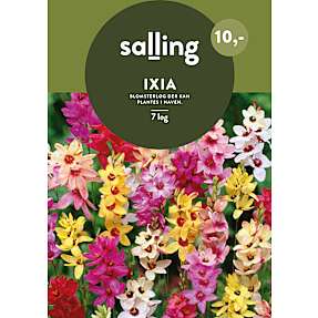 Salling blomsterløg Ixia