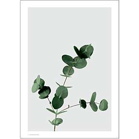 Eucalyptus - 70x100 cm